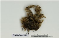 藏品(粗蔓苔屬)的圖片